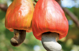 Metro Nuts - Export Quality Cashew Nuts