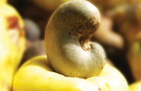 Metro Nuts - Export Quality Cashew Nuts
