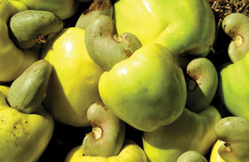Metro Nuts - Export Quality Cashew Nuts